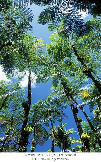 fougeres arborescentes Jardin de Balata Ile de la Martinique Departement et Region d'Outremer francais Archipel des Antilles Caraibes//fern tree Garden of...