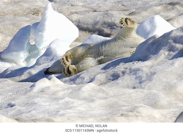 Polar bear Ursus maritimus stretching out on multi-year ice floes in the Barents Sea off the eastern coast of Edgeÿya Edge Island in the Svalbard Archipelago