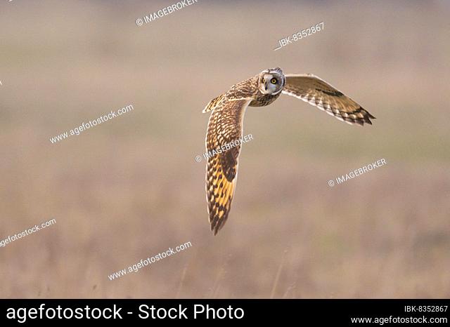Short-eared Owl (Asio flammeus), in flight, flying, owl, Goldenstedt, Lower Saxony, Germany, Europe