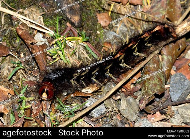 Gullwing or Wollwing Moth, (Lasiocampidae sp.), Kinabalu National Park, Sabah, Borneo, Malaysia