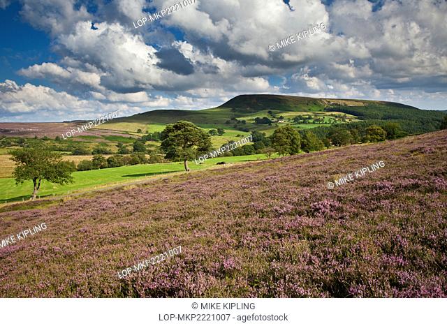 England, North Yorkshire, Bilsdale. View over heather towards Easterside Hill in the North York Moors National Park