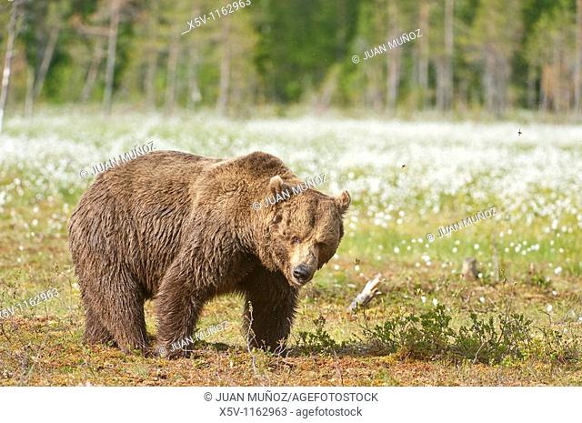 European brown bear Ursus arctos arctos. Finland. Scandinavia. Europe