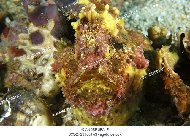 Warty frogfish, Antennarius maculatus, head detail, Gato Island, Northern Cebu, Philippines Visayan Sea