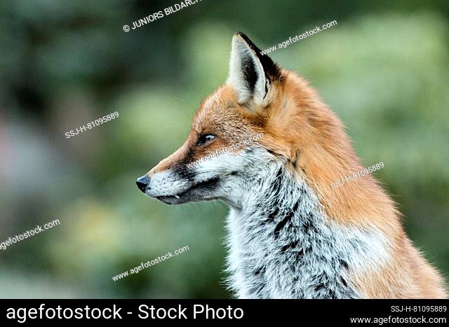 Red Fox (Vulpes vulpes). Portrait of adult. Germany