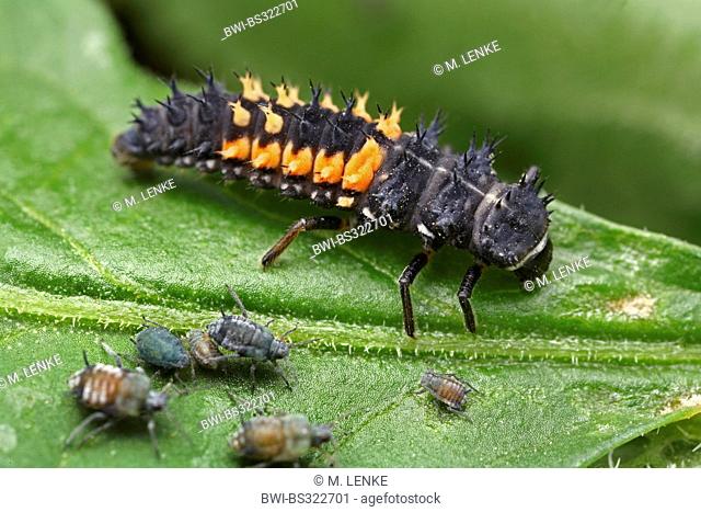 ladybird, ladybird beetle, lady beetle, ladybug (Coccinellidae), ladybird larva with aphids on a leaf, Germany, Thuringia