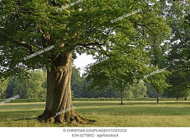 European beech tree (Fagus sylvatica), Park of the Chateau of Rambouillet, Forest of Rambouillet, Haute Vallee de Chevreuse Regional Natural Park