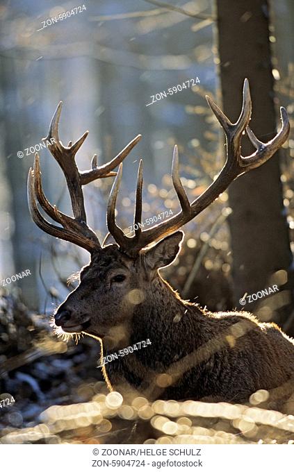 Rothirsch im Winter ruht in einem Fichtenwald - (Rotwild) / Red Deer stag in winter resting in a spruce forest / Cervus elaphus