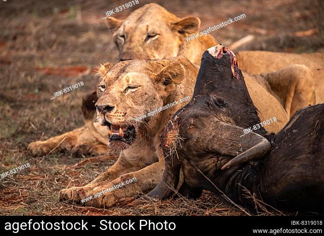 Lion (Panthera leo) female several big cats, eating a killed african buffalo (Syncerus caffer) in the bush, Tsavo East National Park, Kenya, East Africa, Africa