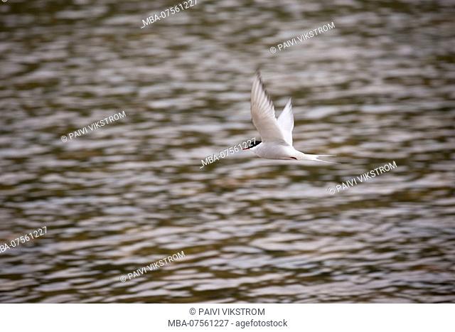 Tern on the fly, The Teno, Lapland