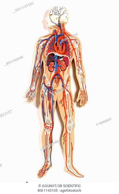 Anatomic model of the systemic blood circulation of an adult human body face on. The blood circulates in the organisme through a network carrying the oxygenated...
