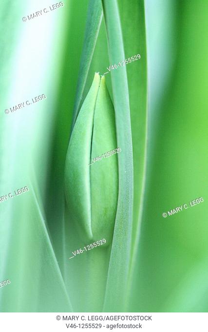 Tulip bud hidden inside broad leaves  Tulip bud is very abstract form  Bud is ripening to bloom  Very close shot  Lines of the leaves and bud are interesting...