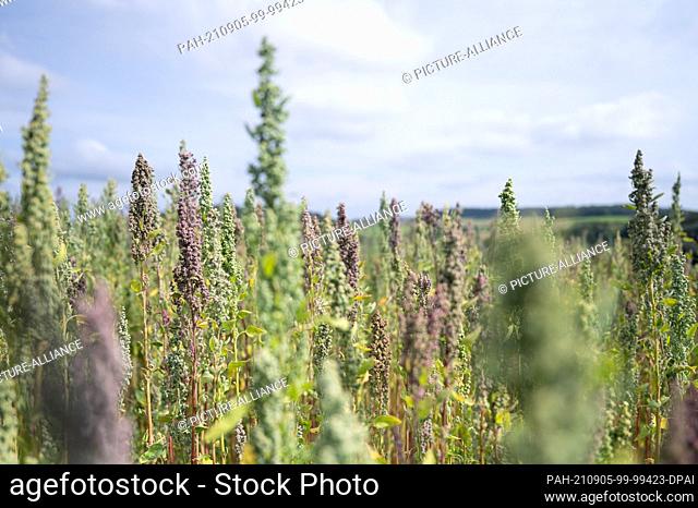 31 August 2021, Hessen, Ober-Ramstadt: Quinoa plants stand in a field. The pseudo grain quinoa belongs to the foxtail family and is therefore more related to...