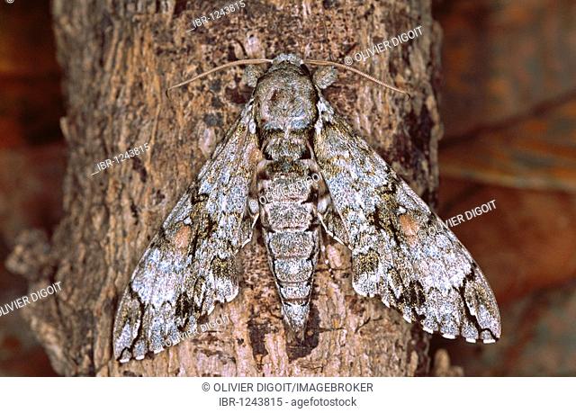 Manduca florestan moth (Manduca florestan), Nicaragua
