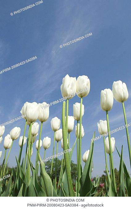 White Tulips in a garden, Indira Gandhi Tulip Garden, Srinagar, Jammu And Kashmir, India