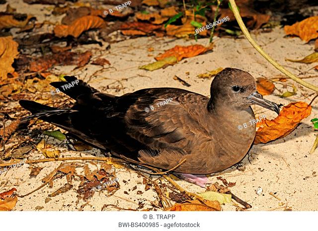 Wedge-tailed shearwater (Puffinus pacificus), breeding, New Caledonia, Ile des Pins