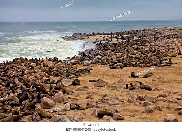 colony of seal on the beach at cape cross seal reserve near the skeleton coast namibia