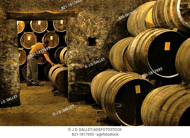 José 'Maitre de Chais' looking for the Armagnacs at the Caillaubert cellars, Tariquet wines and Armagnac estate, Eauze, Gers, Midi-Pyrenees, France