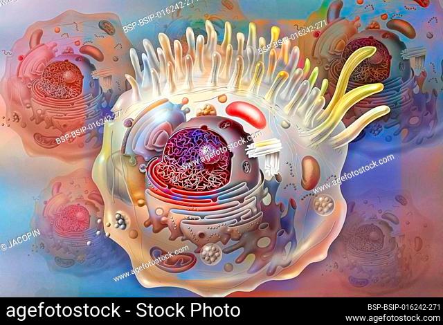 Cell sectional view with all the main organelles: nucleus, reticulum