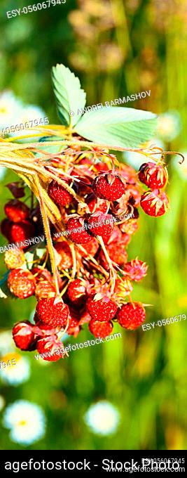 Strawberry berries, just picked from the bushes, close-up. Healthy food, agriculture, village berry
