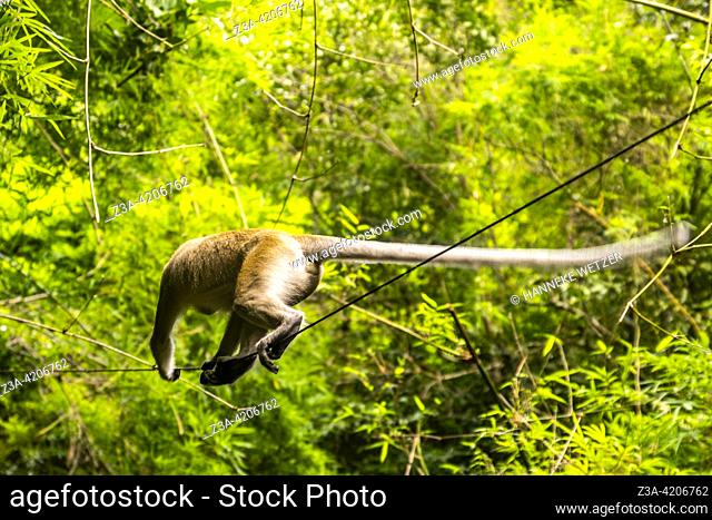 Monkey tightrope walking an electricity cable in the woods at the tiger cave temple trail in Krabi, Thailand