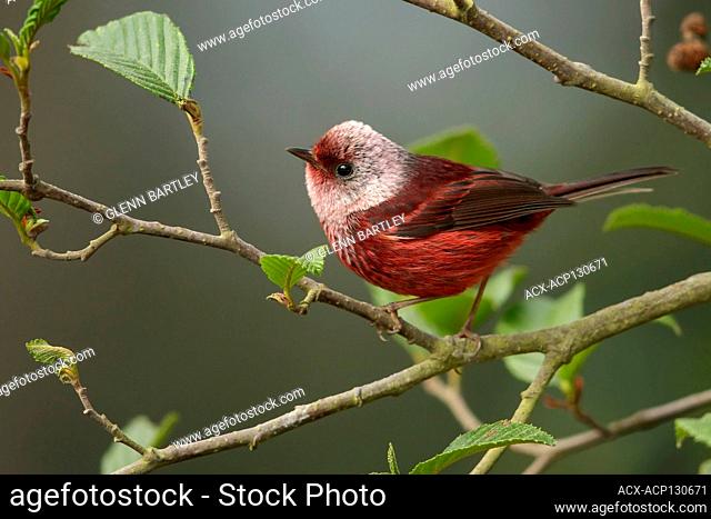 Pink-headed Warbler (Cardellina versicolor) perched on a branch in Guatemala in Central America
