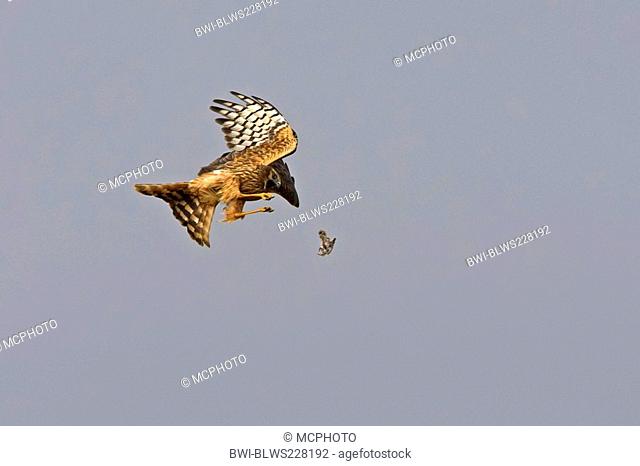 montague's harrier Circus pygargus, reaching out for a feed animal thrown into the air, Spain, Extremadura