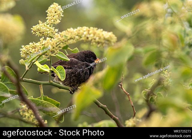 Darwin-Fink (Geospiza fuliginosa), Insel Floreana, Galapagos Inseln, Ecuador / Darwin finch Small Ground Finch (Geospiza fuliginosa), Floreana Island
