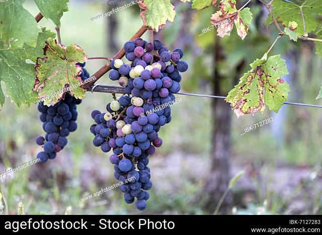 Blue grapes in the Saint-Émilion wine region, Unesco World Heritage Site, Saint-Émilion, Gironde department, Nouvelle-Aquitaine, France, Europe
