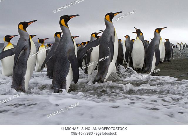 Adult king penguins Aptenodytes patagonicus returning from sea to the nesting and breeding colony at Salisbury Plain on South Georgia Island, Southern Ocean