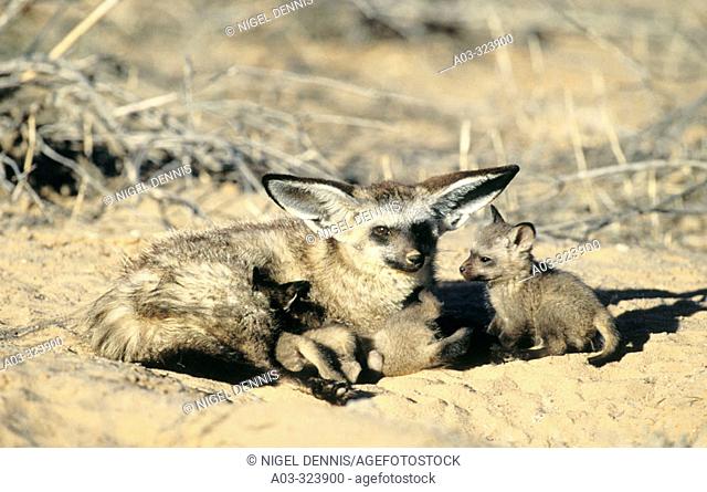 Bat-Eared Fox (Otocyon megalotis), mother nurturing cubs. Kgalagadi Transfrontier Park, Kalahari, South Africa