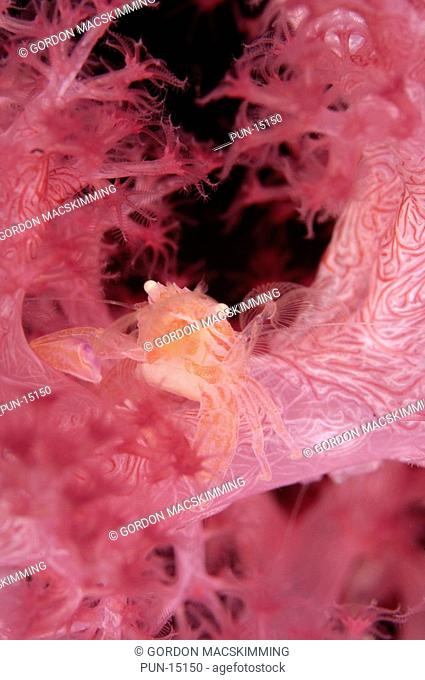 A combination of diminutive size and a colour scheme closely resembling that of its host soft coral Dendronepthya sp ensure that this small porcelain crab...