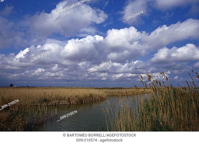 Wetland. Ebro Delta Natural Park. Tarragona province. Catalonia. Spain