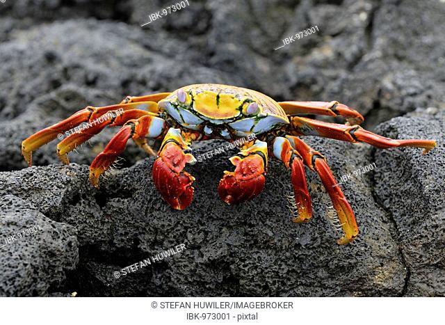 Red Rock Crab (Grapsus grapsus), Española Island, Galapagos, Ecuador, South America