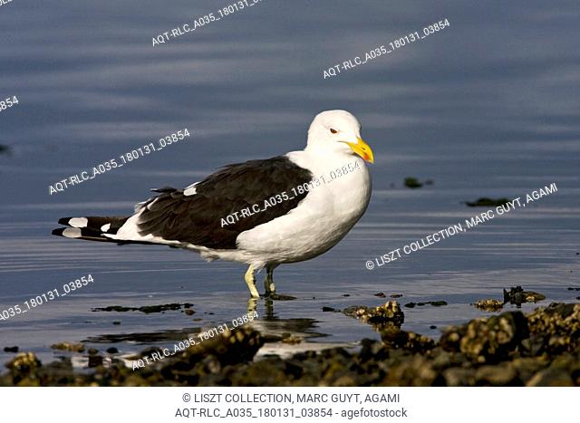 Kelp Gull, Larus dominicanus
