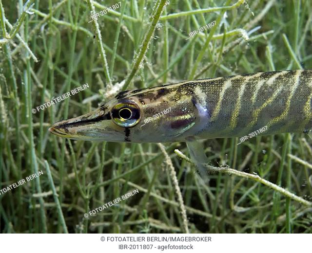 Northern pike (Esox lucius), juvenile, size about 14 cm, on the prowl in Helenesee lake, near Frankfurt Oder, Brandenburg, Germany, Europe