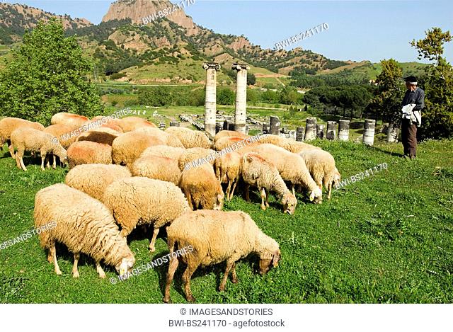 Shepherd and sheep flock around the temple of Artemis at Sardes, Turkey, West Anatolia