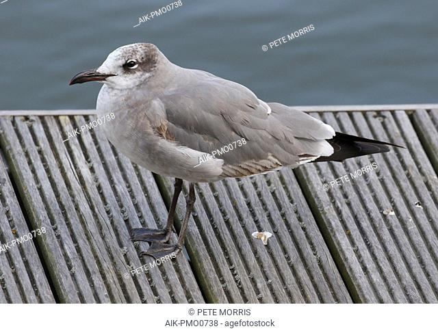 First-winter Laughing Gull (Leucophaeus atricilla) in England. A rare vagrant from North America
