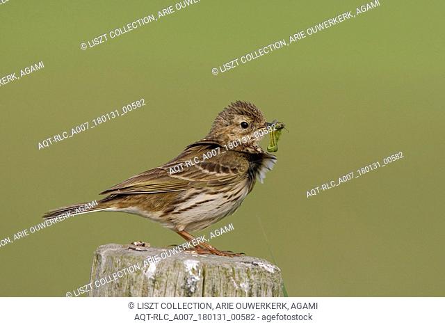 Meadow Pipit with food for the youngsters, Meadow Pipit, Anthus pratensis