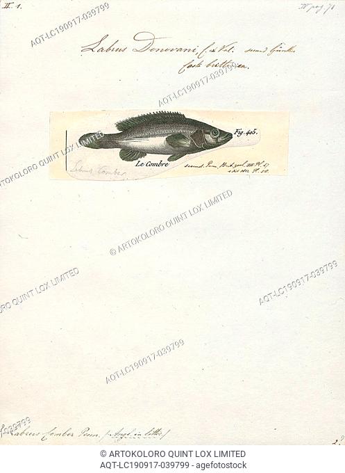 Labrus donovani, Print, Labrus is a genus of wrasses native to the eastern Atlantic Ocean into the Mediterranean and Black seas., 1788