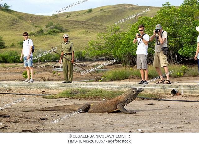 Indonesia, East Nusa Tenggara, Rinca Island, Komodo National Park listed as World Heritage by UNESCO, tourists photographing a Komodo Dragon (Varanus...