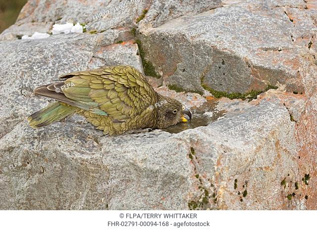 Kea Nestor notabilis adult, drinking from puddle in rocks, Arthurs Pass, Southern Alps, South Island, New Zealand