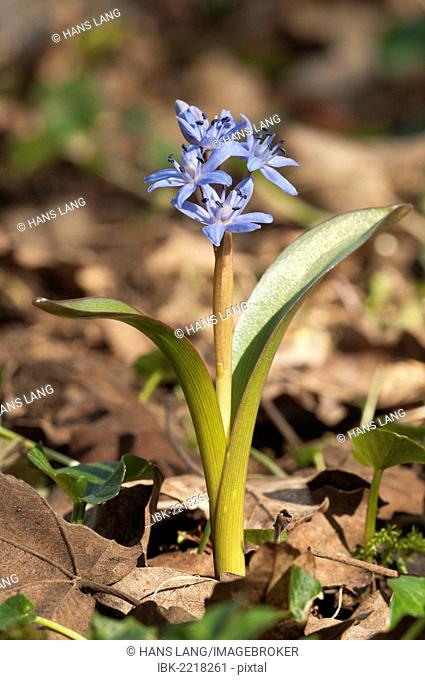 Two-leaf squill (Scilla bifolia), Leinzell, Baden-Wuerttemberg, Germany, Europe