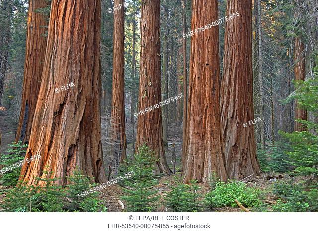 Giant Redwood Sequoiadendron giganteum trunks, in forest habitat, Sequoia N P , California, U S A
