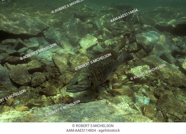 Smallmouth Bass spawning exhibiting push-lead behavior, male pushing femile from behind, female darker coloration in foreground, micropterus dolomieu