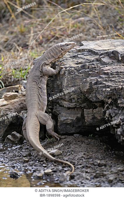 Bengal monitor or Common Indian Monitor lizard (Varanus bengalensis) in Ranthambore, Rajasthan, India, Asia