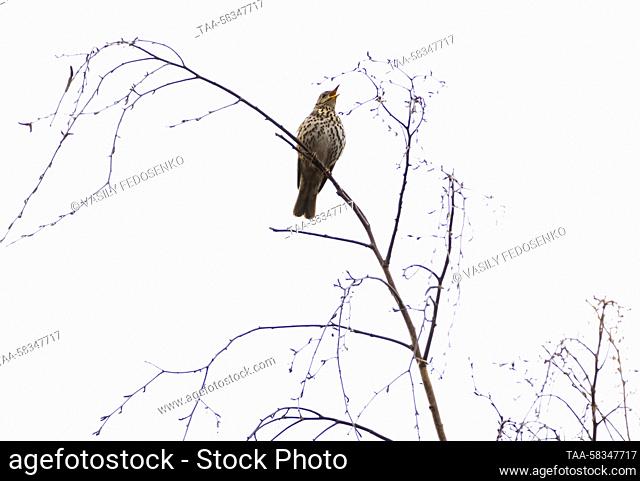 RUSSIA, MOSCOW - APRIL 11, 2023: A song thrush is seen in Moscow's Victory Park. Vasily Fedosenko/TASS