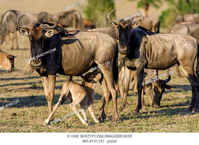 Wildebeests or gnus (Connochaetes taurinus), cow nurses calf, Maasai Mara National Reserve, Narok County, Kenya
