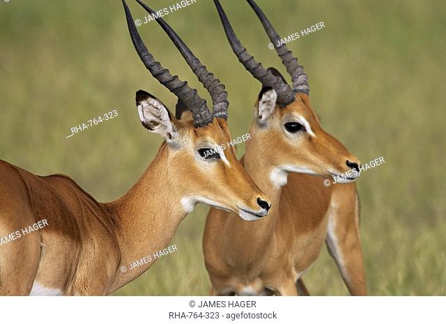 Two male impala Aepyceros melampus with bodies facing each other, but with their heads in profile, Serengeti National Park, Tanzania, East Africa, Africa