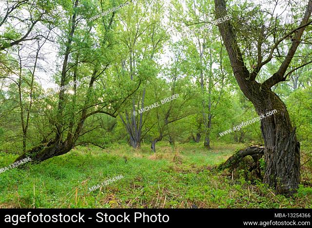 Riparian forest in spring, Hessen, Germany