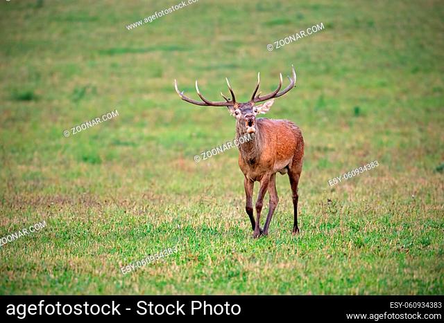 Bellowing red deer, cervus elaphus, stag walking in rutting season